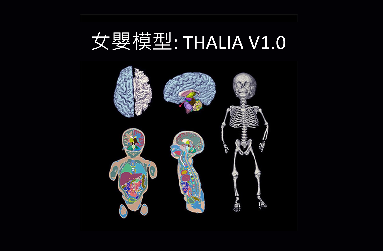 全新兒科虛擬人口模型發佈: THALIA V1.0
